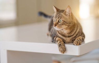 Güzel kısa saç kedi evde beyaz masanın üzerinde yatan