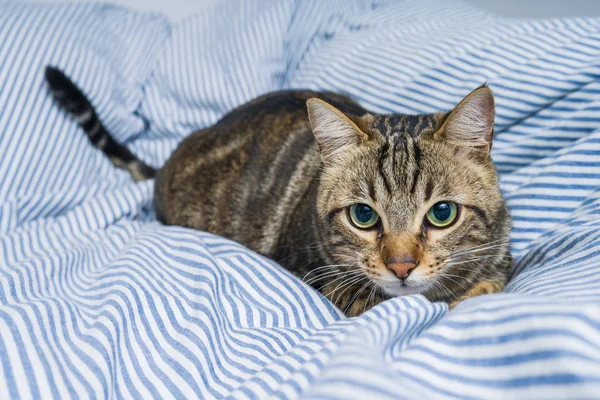 Vacker Kort Hår Katt Liggande Sängen Hemma — Stockfoto