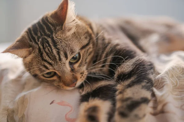 Evdeki yatakta yatan güzel kısa saçlı kedi.