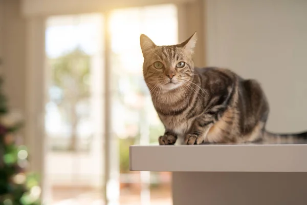 집에서 테이블에 고양이 — 스톡 사진