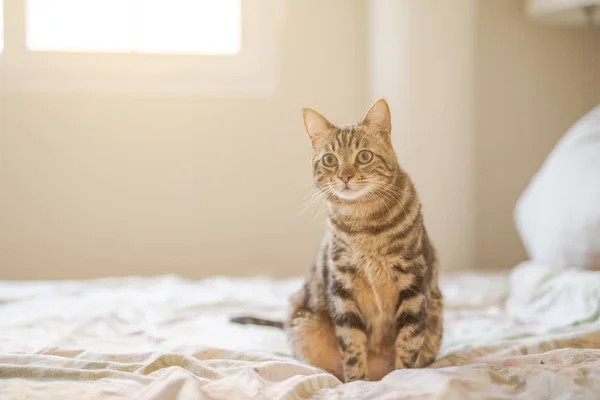 침대에 아름다운 고양이 — 스톡 사진