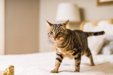 Evdeki yatakta yatan güzel kısa saçlı kedi.