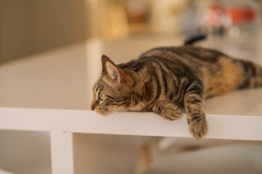 Güzel kısa saç kedi evde beyaz masanın üzerinde yatan