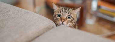 Meraklı arıyorsunuz ve Gizle oynamak evde snooping'i ve aramak kısa saç sevimli kedi