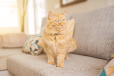 Güneşli bir günde evde kanepede yatan güzel kızıl uzun saçlarını kedi