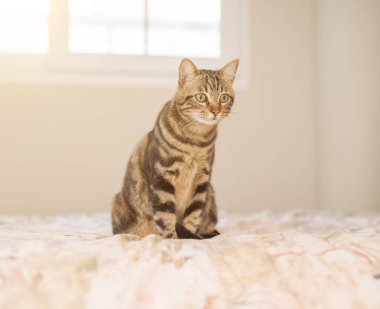 Evdeki yatakta yatan güzel kısa saçlı kedi.