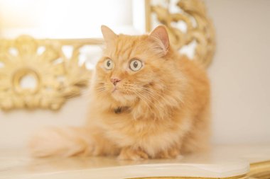 Evde masaya oturan güzel kızıl uzun saçlarını kedi