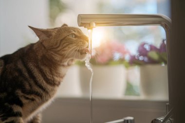 Güzel kısa saç kedi içme suyu musluk mutfak at