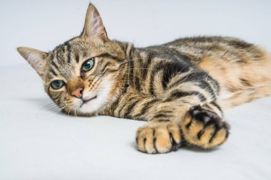 Evdeki yatakta yatan güzel kısa saçlı kedi.