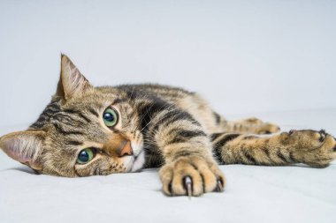 Evdeki yatakta yatan güzel kısa saçlı kedi.