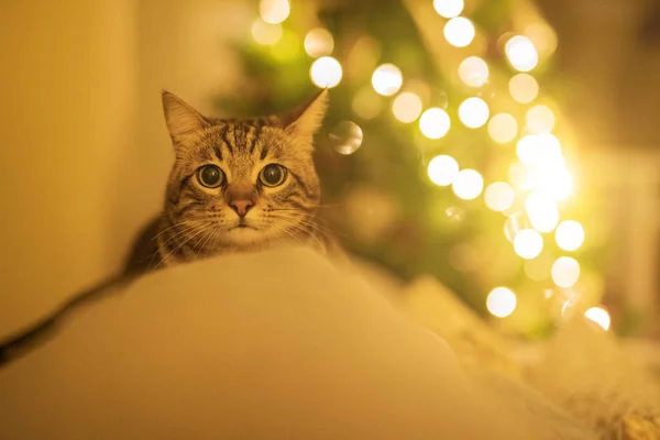 크리스마스 배경에서와 집에서 소파에 고양이 — 스톡 사진