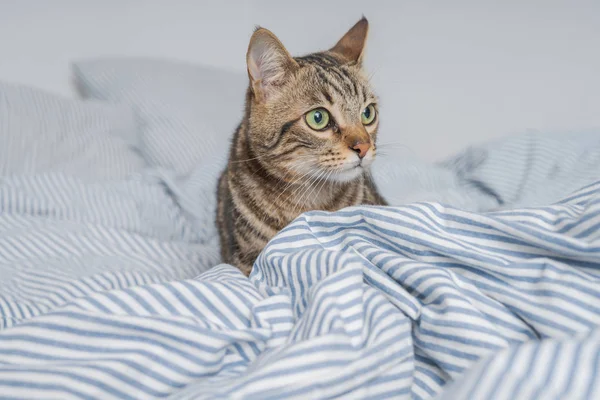 Vacker Kort Hår Katt Liggande Sängen Hemma — Stockfoto