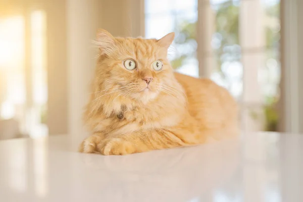 Linda Gengibre Gato Cabelo Longo Deitado Mesa Cozinha Dia Ensolarado — Fotografia de Stock