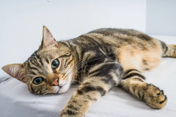 Evdeki yatakta yatan güzel kısa saçlı kedi.