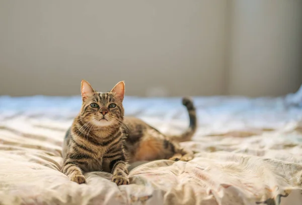 Vacker Kort Hår Katt Liggande Sängen Hemma — Stockfoto