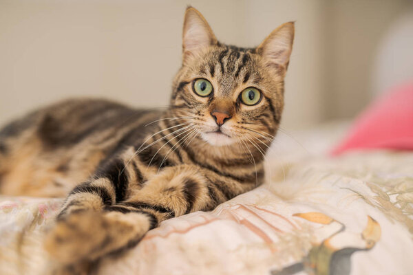 Beautiful short hair cat lying on the bed at home