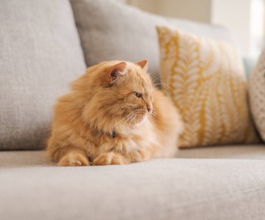 Güneşli bir günde evde kanepede yatan güzel kızıl uzun saçlarını kedi