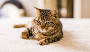 Evdeki yatakta yatan güzel kısa saçlı kedi.