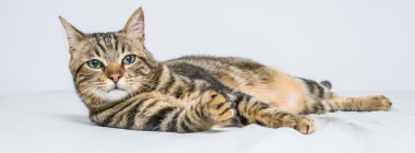 Evdeki yatakta yatan güzel kısa saçlı kedi.