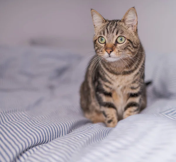 Beau Chat Cheveux Courts Couché Sur Lit Maison — Photo