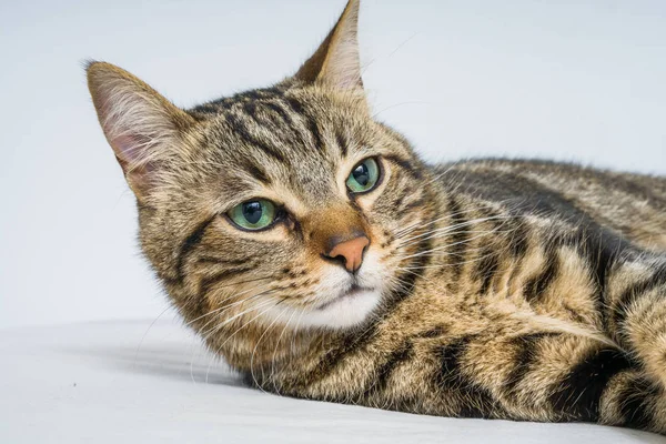 Beau Chat Cheveux Courts Couché Sur Lit Maison — Photo