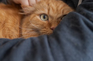 Güzel Kızıl uzun saçlarını kedi evde güneşli bir günde sarılma