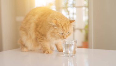 Güzel zencefil uzun saçlı kedi evde içme suyu güneşli bir günde mutfak masasında oturan
