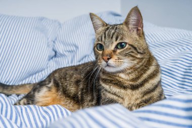 Evdeki yatakta yatan güzel kısa saçlı kedi.