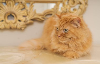 Evde masaya oturan güzel kızıl uzun saçlarını kedi