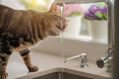 Güzel kısa saç kedi içme suyu musluk mutfak at