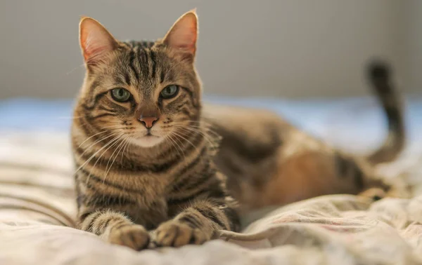 Mooi Kort Haar Kat Liggend Het Bed Thuis — Stockfoto