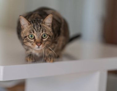 Evde beyaz masaya oturan güzel kısa saç kedi