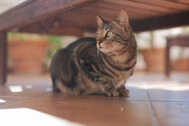 Güzel kısa saç kedi oynama ve ev bahçe katında yatan