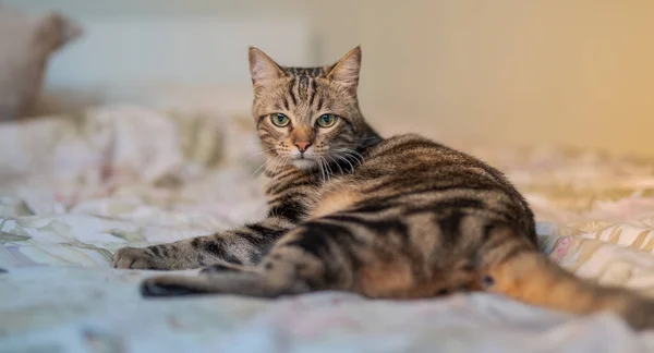 Schöne Kurzhaarkatze Liegt Hause Auf Dem Bett — Stockfoto