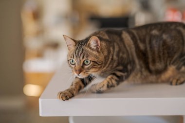 Güzel kısa saç kedi evde beyaz masanın üzerinde yatan