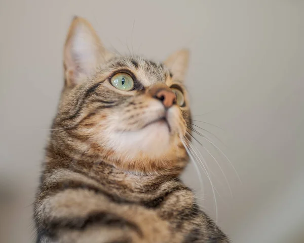 かわいいショートヘアの猫を自宅好奇心とスヌーピングを見る — ストック写真