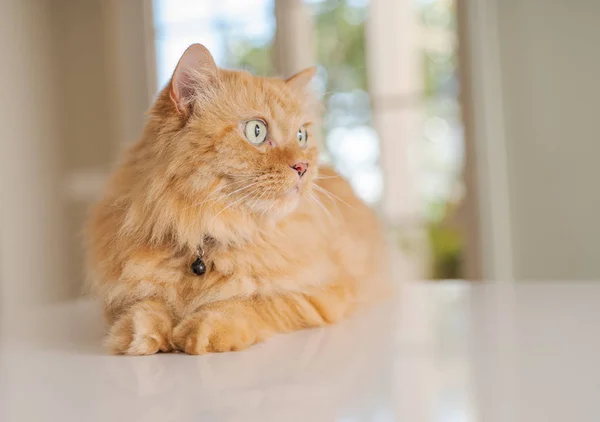 Mooie Gember Lang Haar Kat Liggend Keukentafel Een Zonnige Dag — Stockfoto