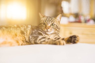 Evdeki yatakta yatan güzel kısa saçlı kedi.