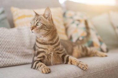 Güzel kısa saç kedi evde kanepede yalan