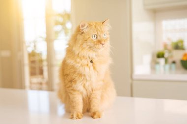 Güneşli bir günde evde mutfak masanın üzerinde yatan güzel kızıl uzun saçlarını kedi