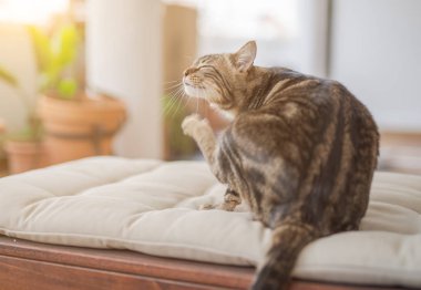 Güneşli bir günde evde bahçe şezlong üzerinde oynayan güzel kısa saç kedi