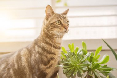 Oynama bitkiler ile Bahçe güneşli bir günde evde güzel kısa saç kedi