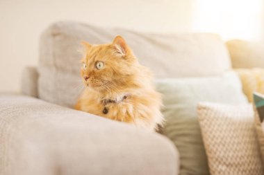 Güneşli bir günde evde kanepede yatan güzel kızıl uzun saçlarını kedi