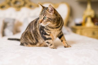 Evdeki yatakta yatan güzel kısa saçlı kedi.