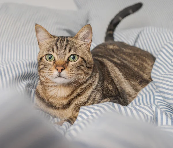 Beau Chat Cheveux Courts Couché Sur Lit Maison — Photo