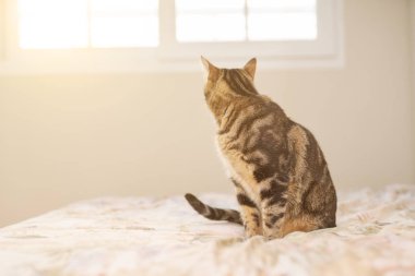 Evdeki yatakta yatan güzel kısa saçlı kedi.