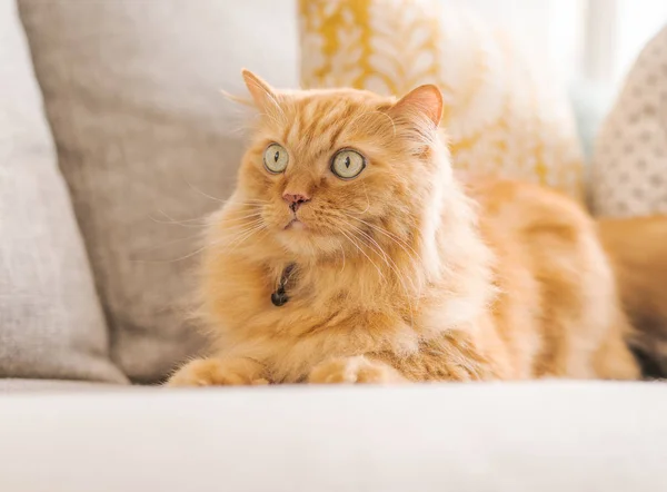 Vackra Ingefära Lång Hår Katt Liggande Soffan Solig Dag Hemma — Stockfoto