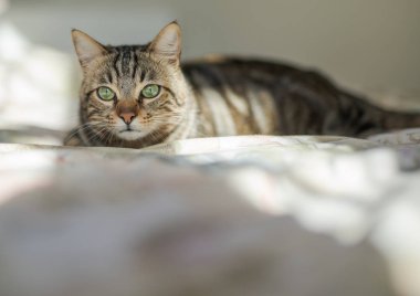 Evdeki yatakta yatan güzel kısa saçlı kedi.