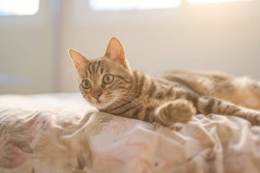 Evdeki yatakta yatan güzel kısa saçlı kedi.