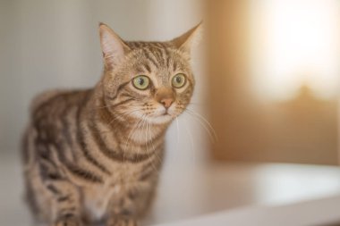 Evde beyaz masaya oturan güzel kısa saç kedi